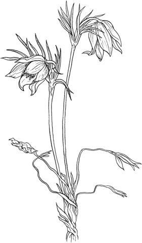 Anemone Or American Pasque Flower Coloring Page